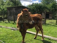 Продаётся Срочно 