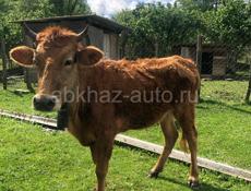Продаётся Срочно 