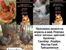 Принимаю заявки