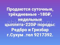 Продаются цыплята редбро, гриз-бар