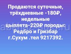 Продаются цыплята  Гризбар Редбро 