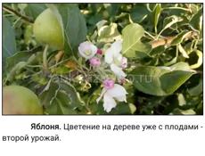 Удобрения для всего растущего 