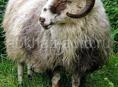 В продаже 🐑🐑🐑