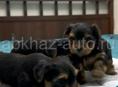 Продаются щенки йоркширского терьера (мини)🐾