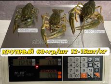 Раки Донские(Маныч) для понимающих гурманов! 