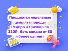Недельные цыплята породы Редбро и Гризбар 