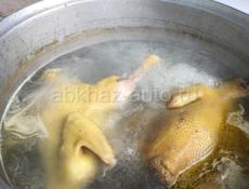 Продаются петухи 