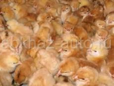Продаются Редбро и Гризбар недельные пушистики 