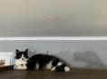 Отдам в добрые руки Кота ❗️
