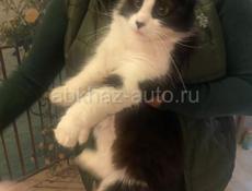 Отдам в добрые руки Кота ❗️