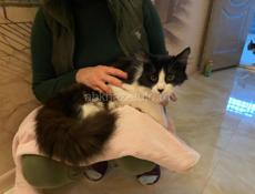 Отдам в добрые руки Кота ❗️