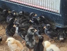 Продаю двухнедельных цыплят 
