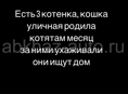 Котята ищут дом