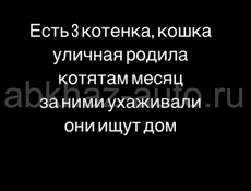 Котята ищут дом