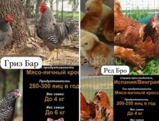 Продам 