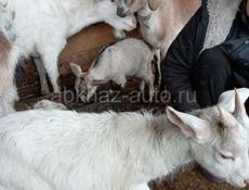 Продаются козы