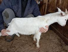 Продаются козы