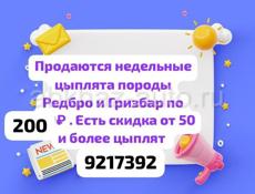 Продаются недельные Редбро и Гризбар 