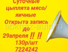 Цвплята