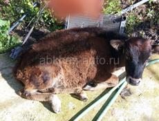 Продают Бычка 6 месяцев Город Сухом