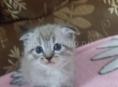 Котята вислоухие