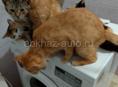 Кошки 