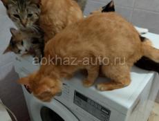 Кошки 
