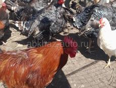 Куры, петухи, индюки