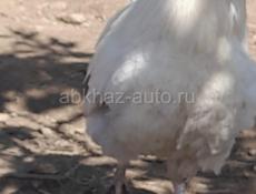Куры, петухи, индюки