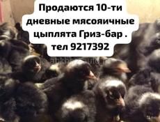 Редбро и Гризбар 10-ти дневные 