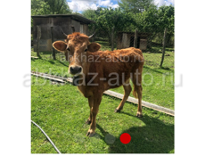 Срочно 