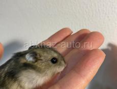 хомяки