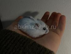 хомяки