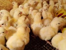 Продаются цыплята  белого Броллера 3 дня 