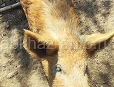 Продаю свиней 30 штук оптом и розницу срочно 