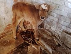 Прадаёться бычок 15дней 