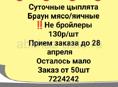 Суточные цыплята
