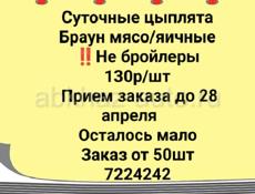 Суточные цыплята