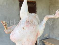 Продается индюк