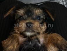 Продаются щенки йоркширского