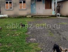Продаются дом