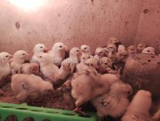Продам цыплят 2 недельные 220 р 