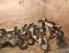 Продам цыплят 2 недельные 220 р 