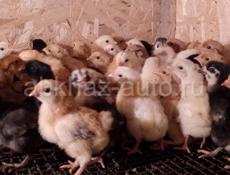 Продаются цыплята мяса яичная породы 5 дней