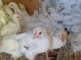 Продаются цыплята мяса яичная породы 1 мес 