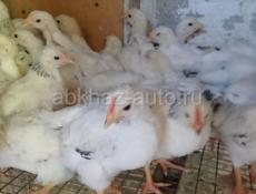 Продаются цыплята мяса яичная породы 1 мес 