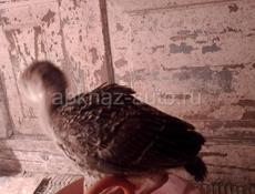 Продаются индюшата  1 мес 