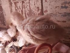 Продаются индюшата  1 мес 