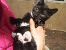 ВОЗЬМИТЕ КОТЁНКА🙏С ДОСТАВКОЙ!