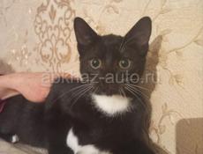 ВОЗЬМИТЕ КОТЁНКА🙏С ДОСТАВКОЙ!